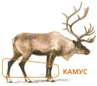 Камус оленя Камус оленя